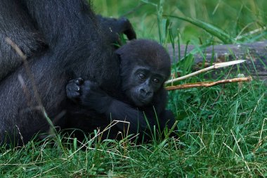 Batı ova gorili doğal ortamında.
