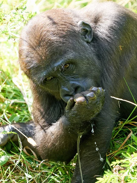 Západní Nížinná Gorila Svém Přirozeném Prostředí — Stock fotografie