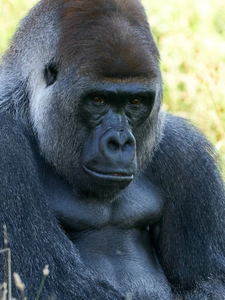 Westlicher Flachlandgorilla Seiner Natürlichen Umgebung — Stockfoto