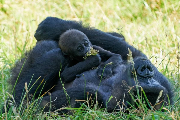 Westelijke Laaglandgorilla Zijn Natuurlijke Omgeving — Stockfoto