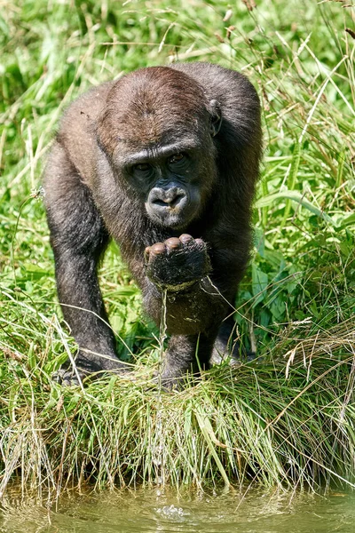Gorila Las Tierras Bajas Occidentales Entorno Natural — Foto de Stock