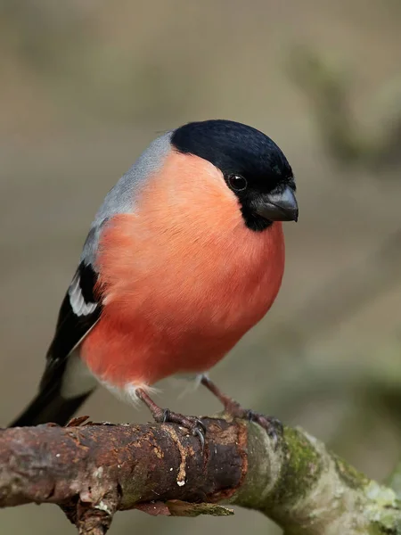 Ευρασιατική Bullfinch Στο Φυσικό Της Περιβάλλον — Φωτογραφία Αρχείου