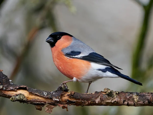 Mężczyzna Eurazjatycki Bullfinch Jego Naturalnym Środowisku Danii — Zdjęcie stockowe