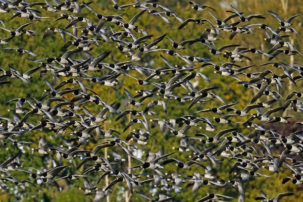 Barnacle Geese Flight Natural Habitat — Stock Photo, Image