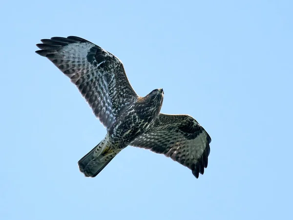 Buzzard Comum Voo Com Céu Azul Fundo — Fotografia de Stock