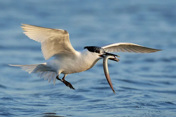 Tern Sanduíche Seu Habitat Natural Dinamarca — Fotografia de Stock