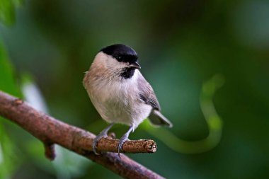 Marsh tit in its natural enviroment