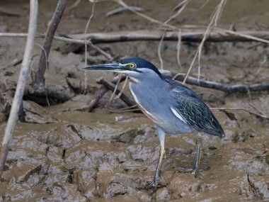 Gambiya 'daki doğal ortamında çizgili balıkçıl.
