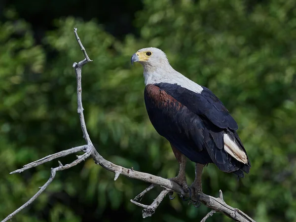 Águila Africana Hábitat Natural Gambia — Foto de Stock