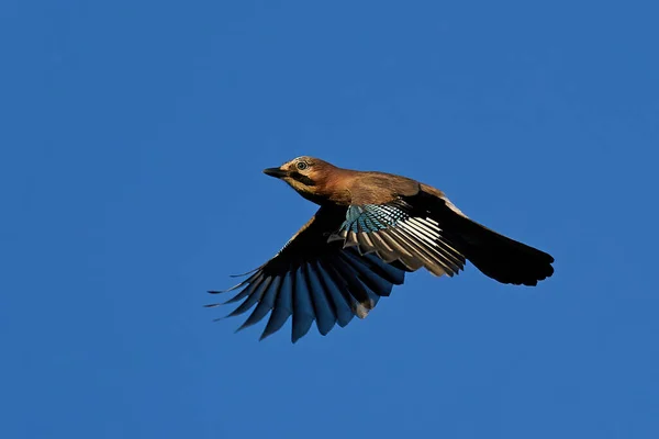 Eurasian Jay Flight Blue Skies Background — Stock Photo, Image