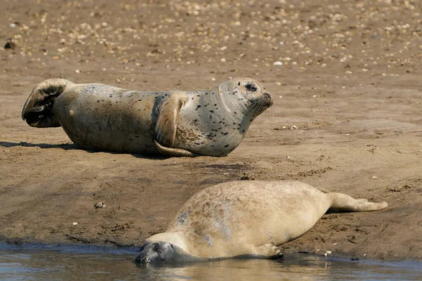 Sigillo Comune Nel Suo Ambiente Naturale — Foto Stock