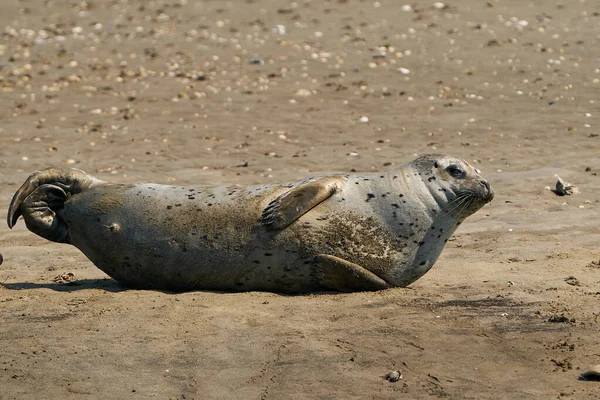 Common Seal Its Natural Enviroment — Stock Photo, Image