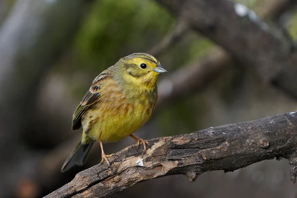 Желтуха Emberiza Citrinella Естественной Среде Обитания Дании — стоковое фото