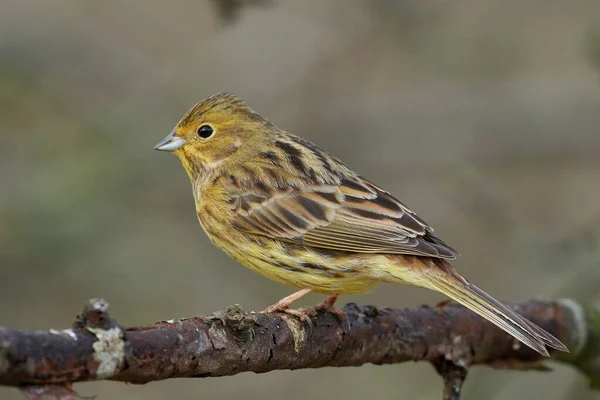 Yellowhammer Emberiza Citrinella Swoim Naturalnym Środowisku Danii — Zdjęcie stockowe