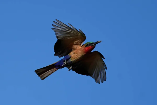 Apicoltore Dalla Gola Rossa Nel Suo Habitat Naturale Gambia — Foto Stock