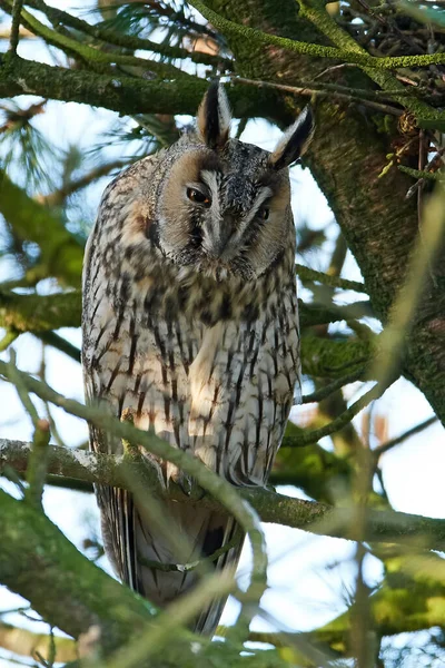 Long Eared Owl Its Natural Habitat Denmark — Stock Photo, Image