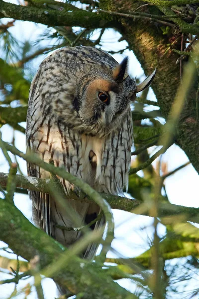 Long Eared Owl Its Natural Habitat Denmark — Stock Photo, Image