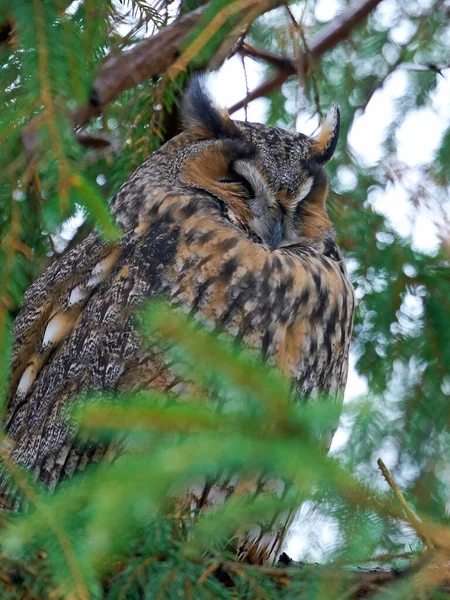 Gufo Dalle Lunghe Orecchie Nel Suo Ambiente Naturale — Foto Stock