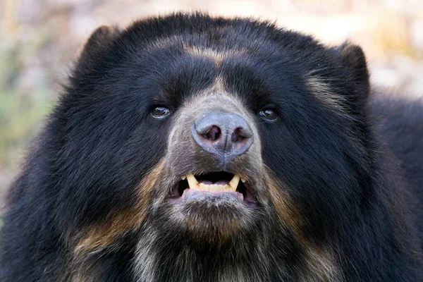 Очковый Медведь Tremarctos Ornatus Естественной Среде Обитания — стоковое фото