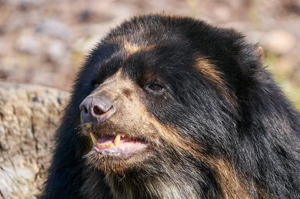 Розкішний Ведмідь Tremarctos Ornatus Його Природному Оточенні — стокове фото
