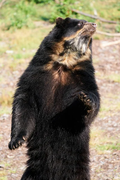 Skvostný Medvěd Tremarctos Ornatus Svém Přirozeném Prostředí — Stock fotografie