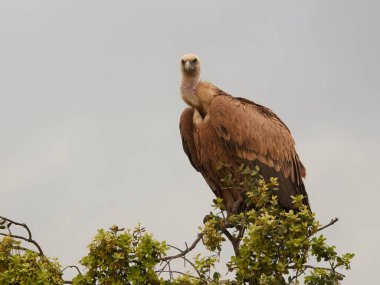 Griffon akbabası doğal ortamında dinleniyor.