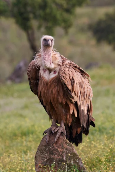 Griffon Akbabası Doğal Ortamında Dinleniyor — Stok fotoğraf