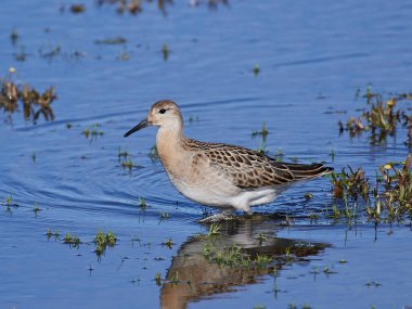 Ruff (Calidris pugnax) Danimarka 'daki doğal ortamında