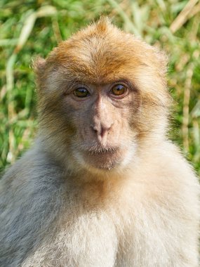 Doğal ortamında berber makağı (Macaca sylvanus).