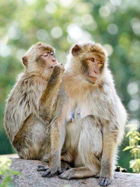 Doğal ortamında berber makağı (Macaca sylvanus).