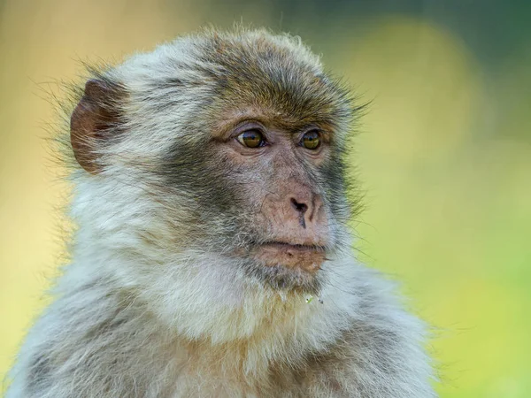 Barbary Macaque Macaca Sylvanus Στο Φυσικό Του Περιβάλλον — Φωτογραφία Αρχείου