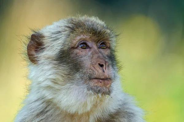 Barbarisk Makak Macaca Sylvanus Sin Naturliga Miljö — Stockfoto