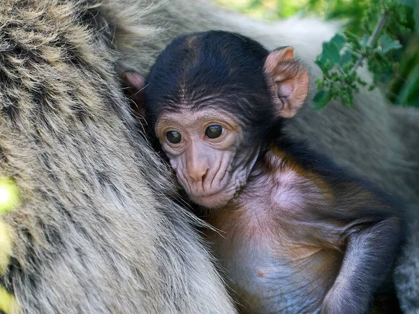 Barbary Macaque Macaca Sylvanus Its Natural Enviroment — Stock Photo, Image