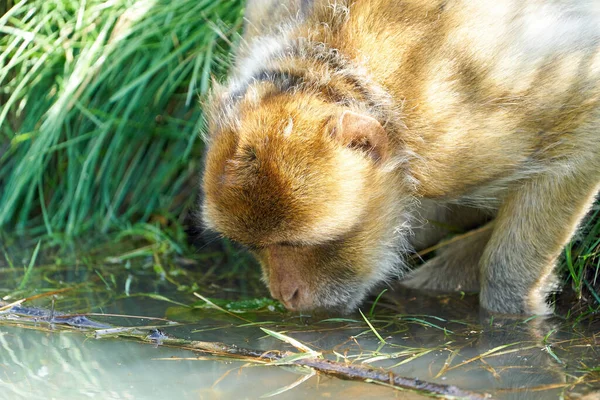 Barbary Macaque Macaca Sylvanus Swoim Naturalnym Środowisku — Zdjęcie stockowe