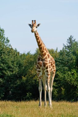 Rothschilds giraffe (Giraffa camelopardalis rothschildi) in its natural enviroment clipart