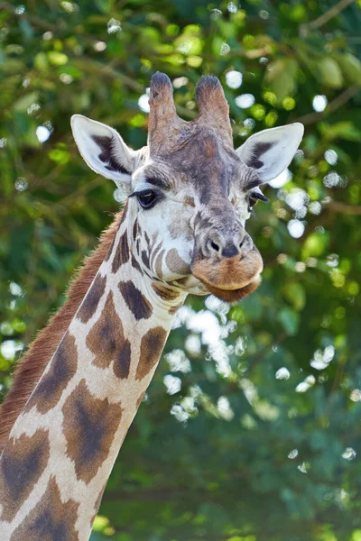 Girafe Des Rothschild Giraffa Camelopardalis Rothschildi Dans Son Environnement Naturel — Photo