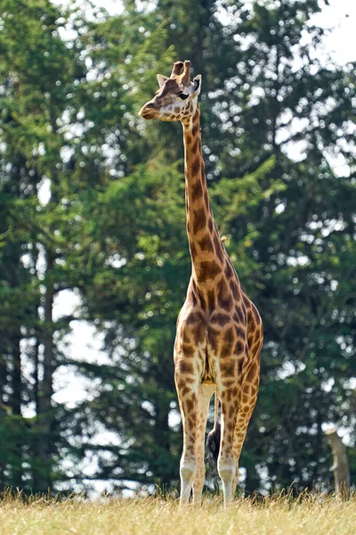 Girafe Des Rothschild Giraffa Camelopardalis Rothschildi Dans Son Environnement Naturel — Photo