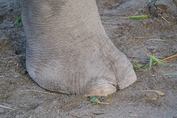 Imagen Cerca Pie Elefante — Foto de Stock