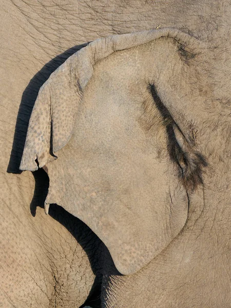 Imagen Cerca Una Oreja Elefante — Foto de Stock