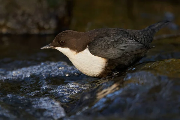 Danimarka Daki Doğal Ortamında Beyaz Boğazlı Dipper — Stok fotoğraf