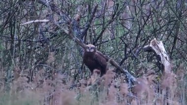 Batılı bataklık harrier (Circus aeruginosus) doğal ortamında