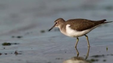 Danimarka 'daki doğal habitatında yaygın çulluk (Actitis hypoleucos)