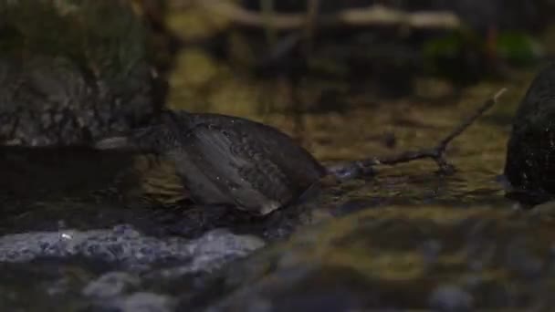 Tuffatore Dalla Gola Bianca Cinclus Cinclus Nel Suo Habitat Naturale — Video Stock