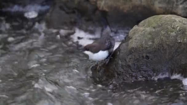 Mergulhador Garganta Branca Cinclus Cinclus Seu Habitat Natural Dinamarca — Vídeo de Stock