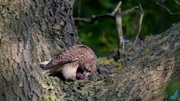 Kestrel Comum Jovem Falco Tinnunculus Comer Rato Uma Árvore — Vídeo de Stock