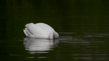 Dilsiz Kuğu (Cygnus olor) Danimarka 'daki doğal ortamında