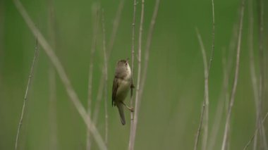 Danimarka 'daki doğal habitatında bataklık bülbülü (Acrocephalus palustris)