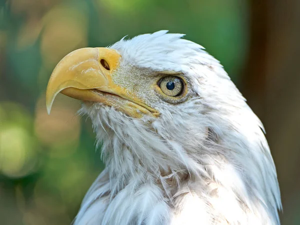 Close Portrait Bald Eagle Haliaeetus Leucocephalus — Stock Photo, Image