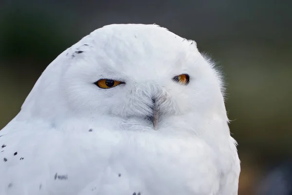 흰올빼미 Bubo Scandiacus 사진을 클로즈업 — 스톡 사진