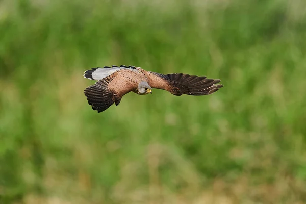 Common Kestrel Its Natural Enviroment Denmark — Stock Photo, Image